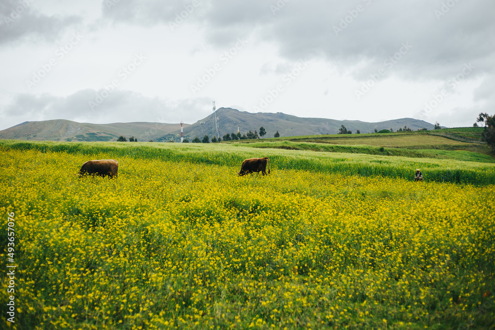 Vacas en un campo lleno de lores amarillas. Concepto de naturaleza y animales. Primavera.