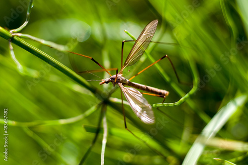 Komarnica owad z rodziny muchówek długie nogi © Monika