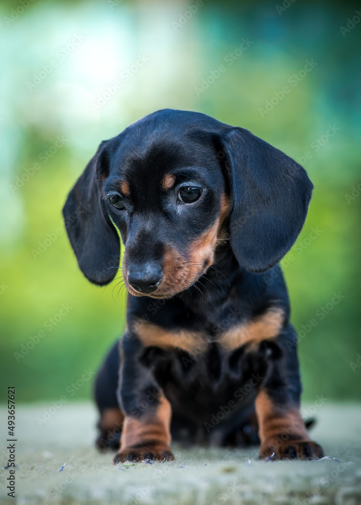 A black and very cute puppy sitting in the park and enjoying nature [Dachshund]