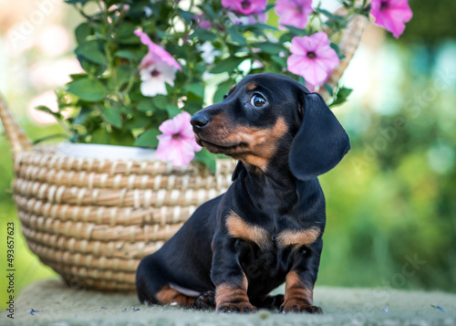 A black and very cute puppy sitting in the park and enjoying nature with some beautiful flowers behind him [Dachshund] © Mykola Tkach