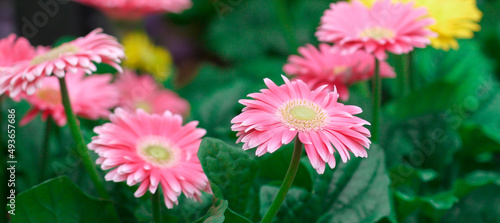 red chrysanthemums blooming in the garden