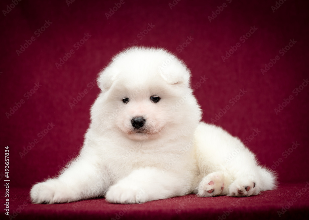 A cute and fluffy puppy laying, looking straight into the camera and just posing for the photo with the vinous background
