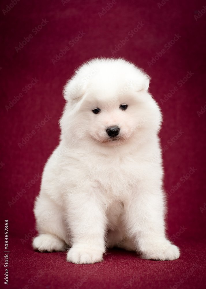  A cute and fluffy puppy sitting, looking straight into the camera and just posing for the photo