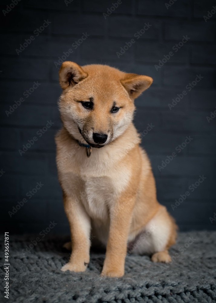 A cute and furry doggie sitting and posing for photos with a black background
