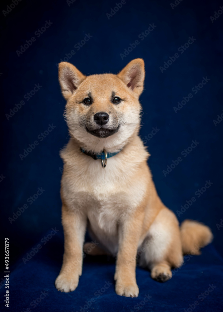 A cute and furry doggie sitting and posing for photos with blue background.