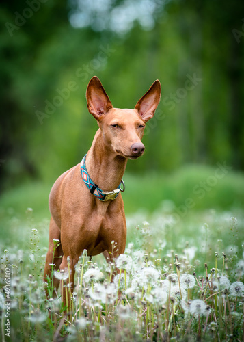 A cute dog with big ears standing in the field enjoying nature [Cirneco del Etna]