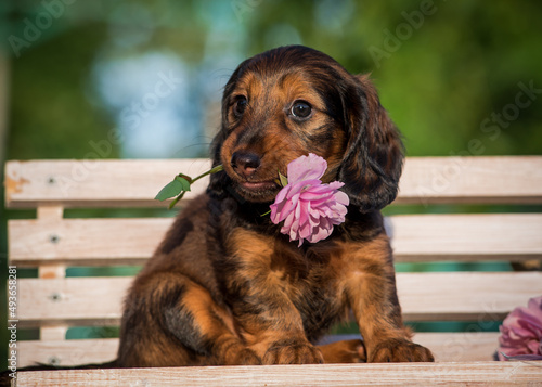 A cute puppy sitting on the bench and holding a big pink flower in its mouth [Dachshund] 