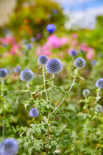 Beautifully maintained farmhouse garden with colorful flowers  in Bavaria  Southern Germany.