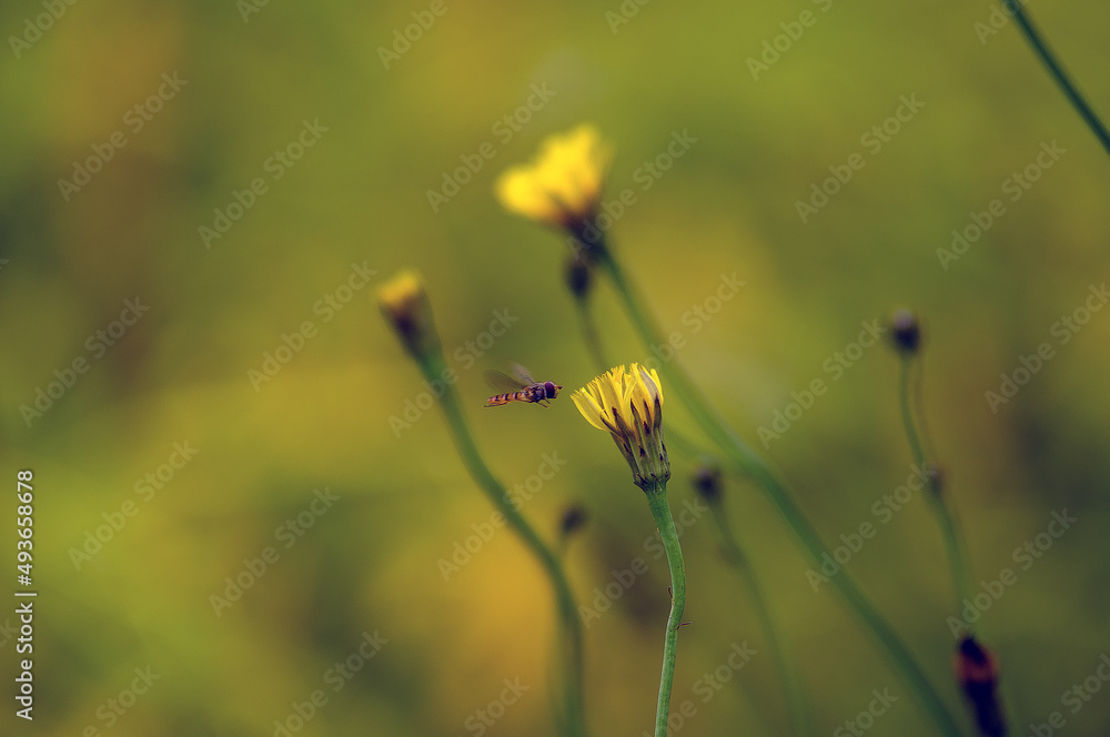 Mała drobna muszka żółty kwiat mlecz rozmyte tło - obrazy, fototapety, plakaty 