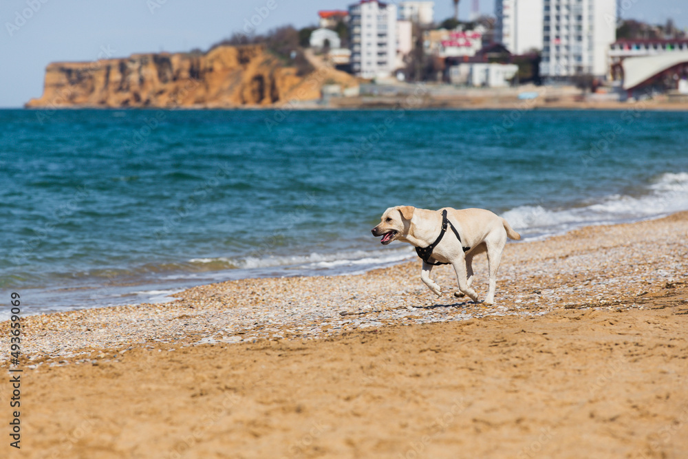 A joyful Labrador dog runs along a sandy beach along the surf line