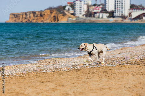 Fototapeta Naklejka Na Ścianę i Meble -  A joyful Labrador dog runs along a sandy beach along the surf line