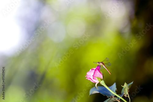 Ważka siedząca na pąku róży na zielonym rozmytym tle