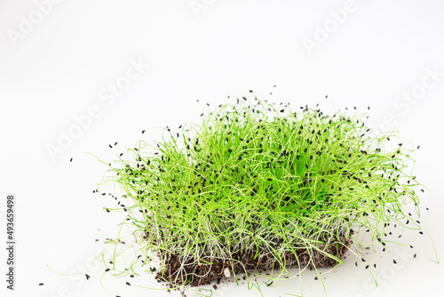 Chives sprouts on white background. Selective focus