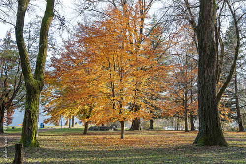 Herbstliche Bäume im Park am Lago Maggiore bei Locarno, Kanton Tessin, Schweiz