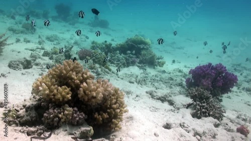 Wallpaper Mural Staghorn corals on sandy bottom on reef. Amazing, beautiful underwater world Red Sea and life of its inhabitants, creatures and diving, travels with them. Wonderful experience in sea Torontodigital.ca