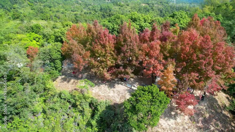 Aerial view of red leaves in Tai Hong at Hong Kong countryside at autumn day Aerial view of red leaves in Tai Hong at Hong Kong countryside at autumn day