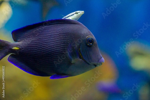 Acanthurus coeruleus, tropical fish from central america with coral bottom, marine fauna concept.
