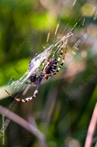 Duży kolorowy pająk ze swoją ofiarą na rozpostartej pięknie oświetlonej sieci pajęczyna 