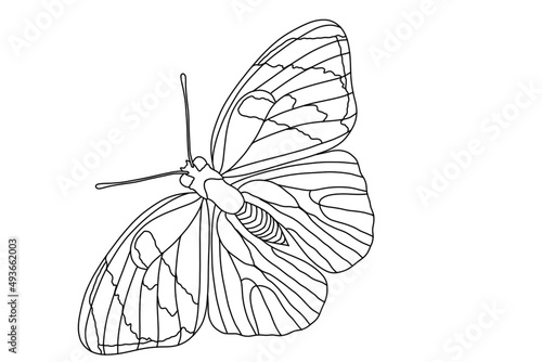 A butterfly sat down on a flower. A butterfly flies from flower to flower.