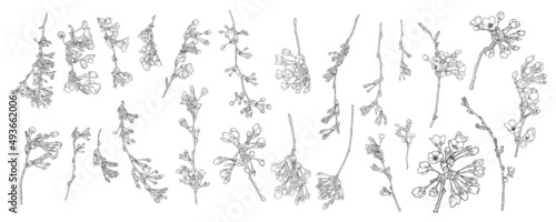 Spring Sakura flowers blooming art set  hand drawn cherry blossom illustrations made from real twigs and branches  isolated in white and black color. Floral buds opening for Japanese holiday. Vector.