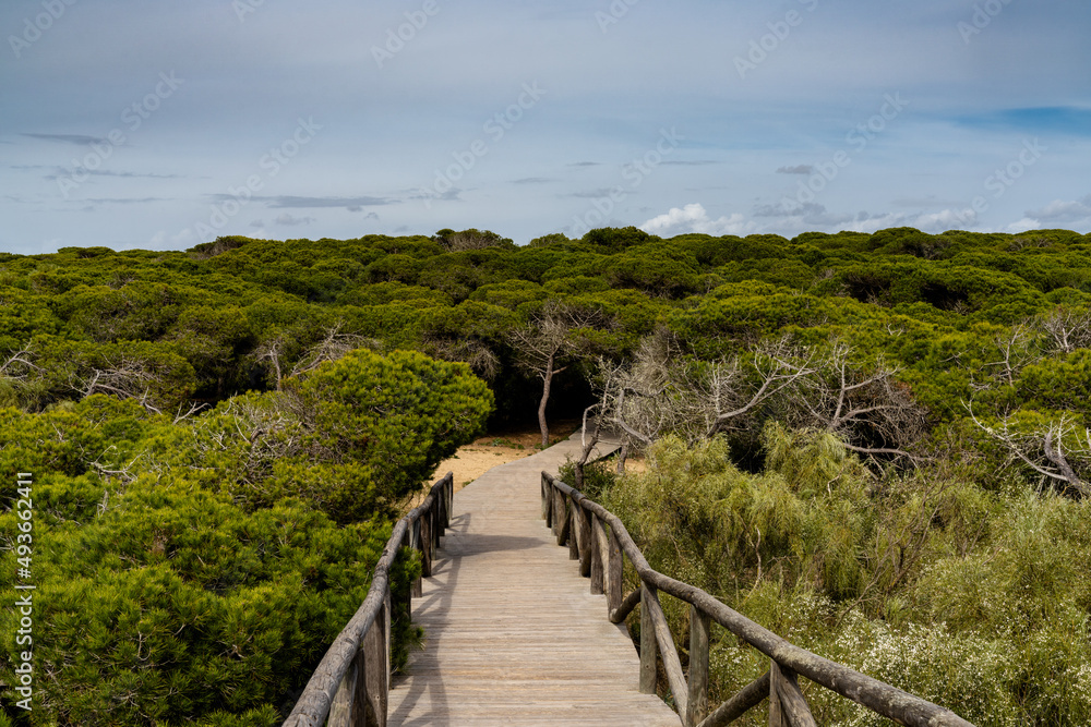 wooden boardwalk leading through the famous chameleon forest at the beach in Rota
