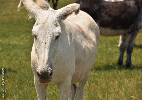 Looking into the Face of a White Burro with Bent Ears