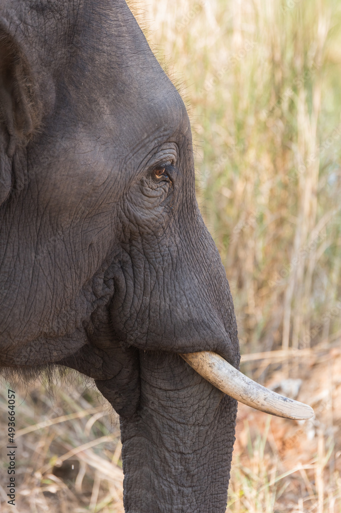 Fototapeta premium wild elephant
