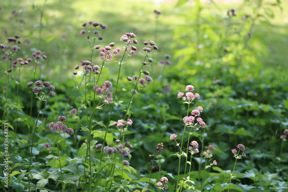 flowers in the meadow