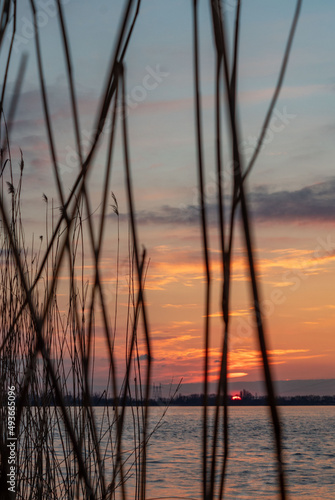 Evening landscape by the water  sunset  reeds