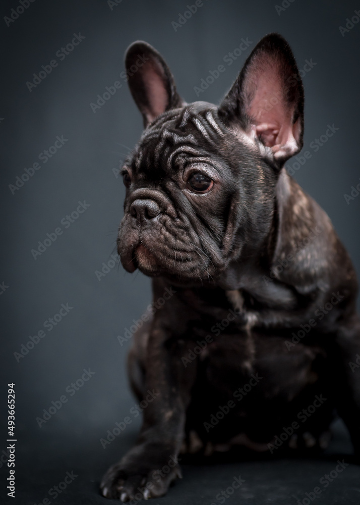A little black puppy sitting and posing for photos with a black background