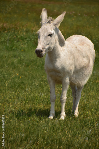 Chubby White Donkey in a Grass Field