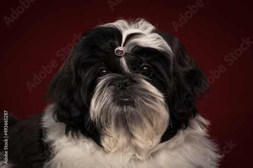 A little black and white cutie sitting, being very shy and trying to pose for the photo with the vinous background [shih tzu] © Mykola Tkach