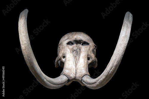 A mammoth skull - Mammuthus, isolated on a black background