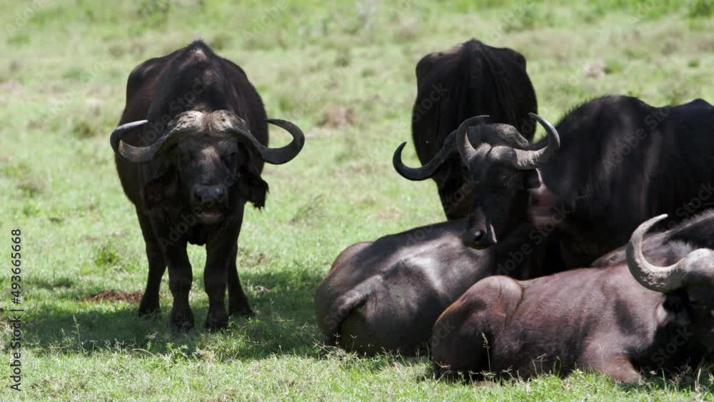 A large black rhinoceros (Diceros bicornis) is walking around in the african heat with Kenyan Crown-Crane (Balearica regulorum) sitting on his back. African Buffalos graze in the foreground. A large black rhinoceros (Diceros bicornis) is walking around in the african heat with Kenyan Crown-Crane (Balearica regulorum) sitting on his back. African Buffalos graze in the foreground.