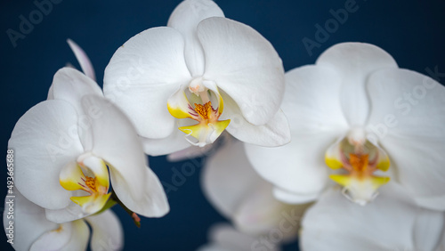Fototapeta Naklejka Na Ścianę i Meble -  elegant white orchid flowers, Orchidaceae, phalaenopsis