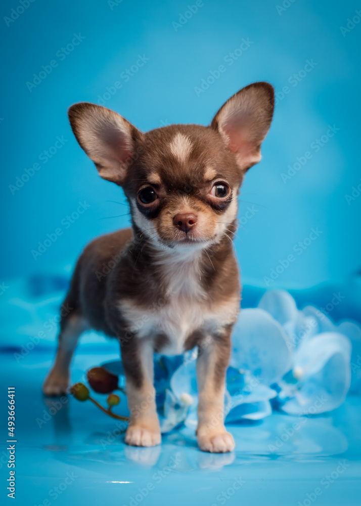 A little puppy sitting and posing for photos with blue background and some bows around [chihuahua]