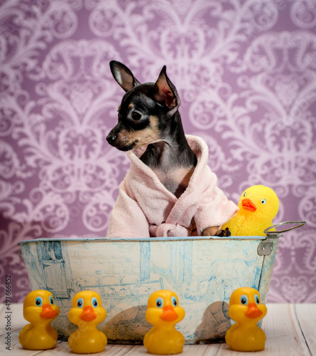 A little puppy sitting in the metal basin with some toys bath duck and looking somewhere away [Prague ratter dog]