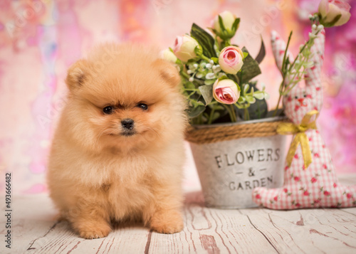 A little puppy sitting next to the basket with flowers and toy rabbits and posing for photos with a pink background