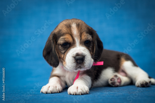 A little  cute and sleepy puppy posing for the photo with a pink bow on the neck  Beagle 