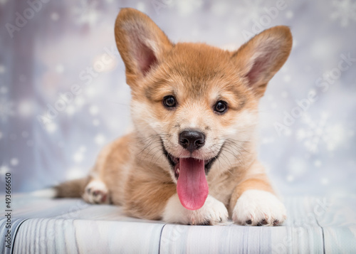 A little, furry puppy sticking out its tongue and posing for the photos with shiny blue and white background.