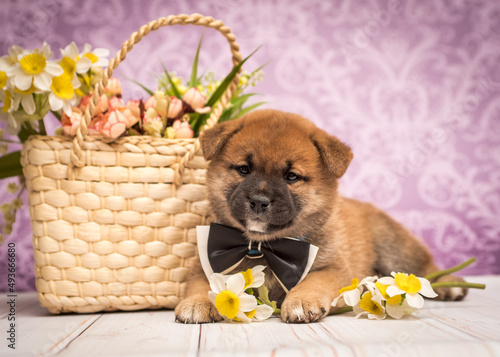 A lovely dog is laying with a nice black bow on the neck and some yellow flowers in the basket and on the floor [Shiba inu]