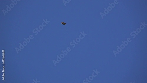 a skylark (Alauda arvensis) in frantic flight directly overhead, deep blue sky photo