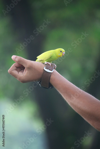 The beautiful bird is sitting on human hands