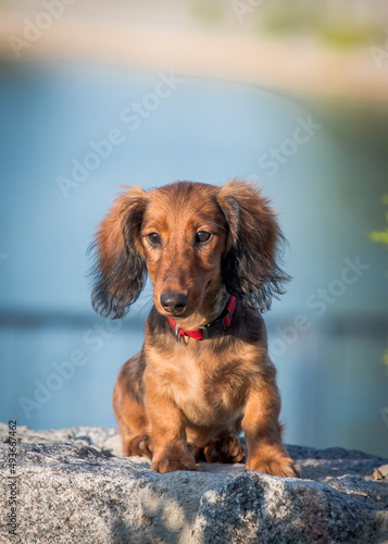 A photo of a dog sitting and thoughtfully looking into the camera while the photoshoot [Dachshund]