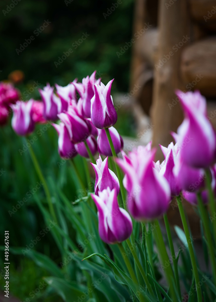 A photo of a very beautiful purple with white tulips that growing in the garden