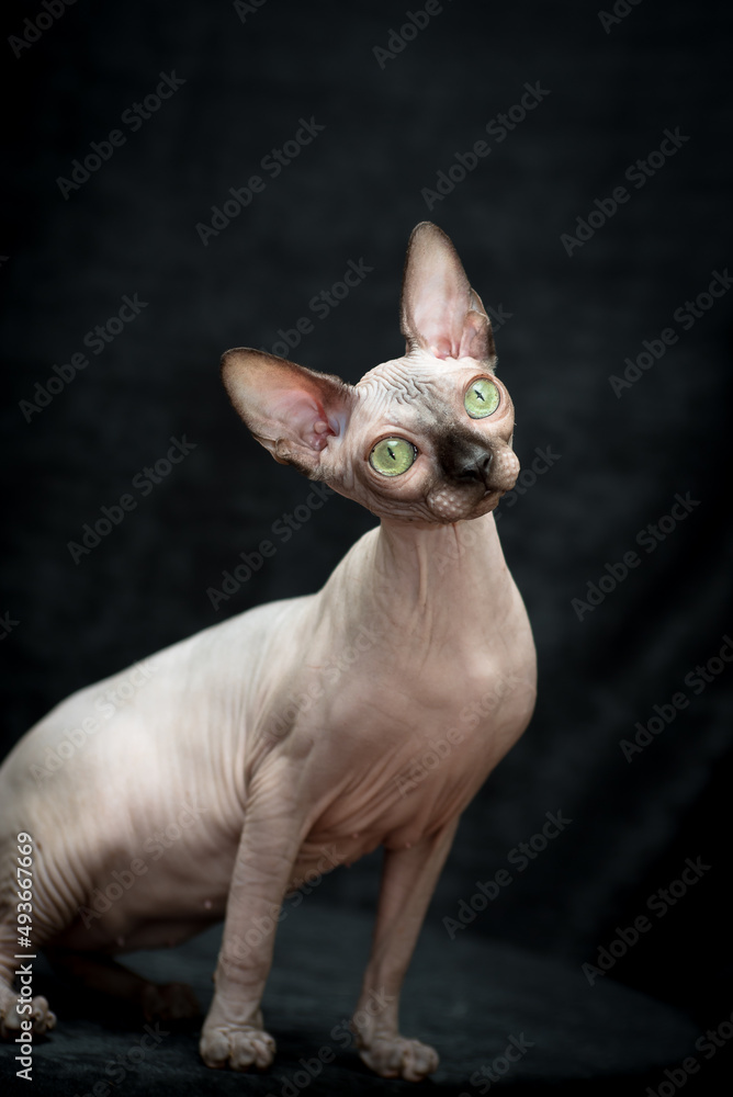  A photo of a very cute sphynx cat sitting and posing for the photo with the black background [canadian sphynx cat] 