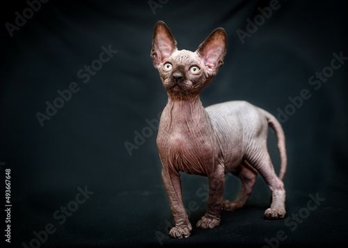 A photo of a very beautiful sphynx cat posing for photos with dark green background