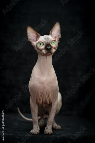 A photo of a very cute sphynx cat sitting and posing for the photo with the black background [canadian sphynx cat]