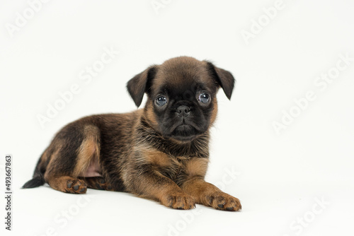 A photo with a tiny puppy laying, looking straight into the camera, and posing for the photo with a white background [brabancon dog] © Mykola Tkach
