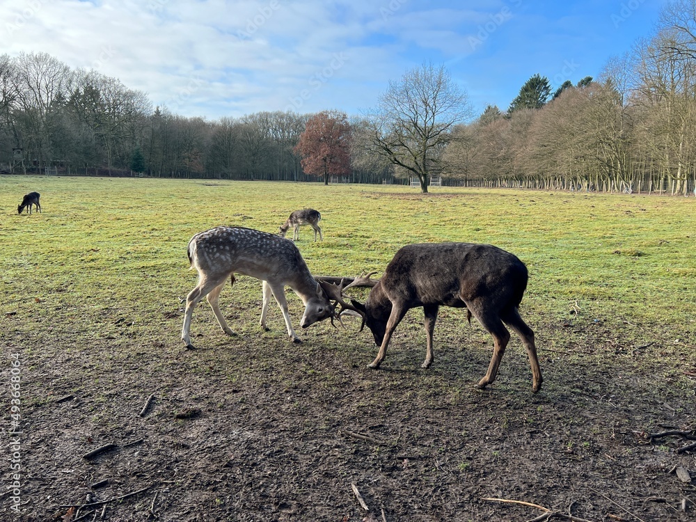 Naklejka premium natur